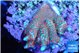 Montipora digitata red 2-3 cm WYSIWYG acclimaté