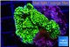 Montipora green 3-4 cm WYSIWYG acclimaté