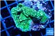 Montipora green 3-4 cm WYSIWYG acclimaté