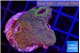 Montipora purple cap & blue polyps 2-4 cm WYSIWYG acclimaté