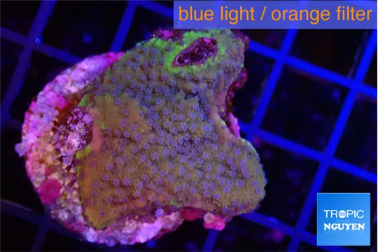 Montipora purple cap & blue polyps 2-4 cm WYSIWYG acclimaté