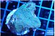 Montipora purple cap & blue polyps 2-4 cm WYSIWYG acclimaté