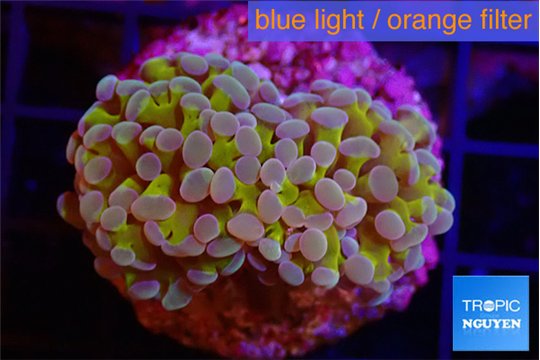 Euphyllia paraancora gold purple 3-5 cm WYSIWYG acclimaté