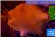 Sarcophyton long polyps 7-12 cm WYSIWYG acclimaté