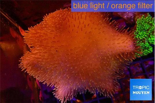 Sarcophyton long polyps 7-12 cm WYSIWYG acclimaté