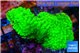 Acropora neon green 3-4 cm WYSIWYG acclimaté