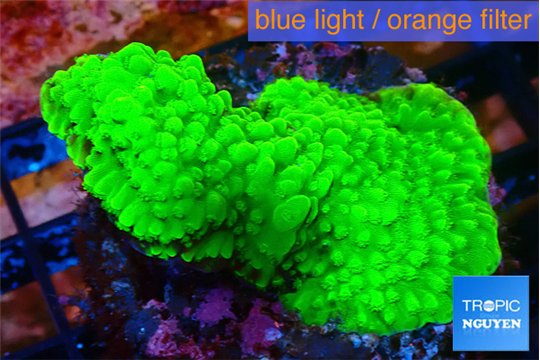 Acropora neon green 3-4 cm WYSIWYG acclimaté