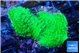 Acropora neon green 3-4 cm WYSIWYG acclimaté