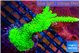 Acropora neon green 4-5 cm WYSIWYG acclimaté
