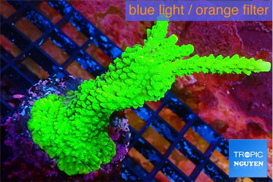 Acropora neon green 4-5 cm WYSIWYG acclimaté
