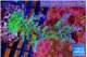 Acropora green & blue tip Fijii 4-5 cm WYSIWYG acclimaté