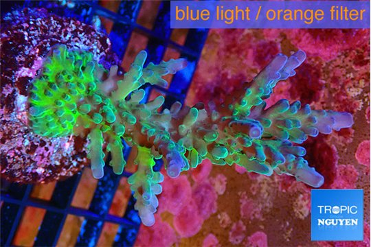 Acropora green & blue tip Fijii 4-5 cm WYSIWYG acclimaté