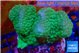 Pocillopora verrucosa green & pink 7-10 cm WYSIWYG acclimaté