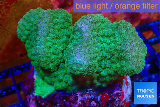 Pocillopora verrucosa green & pink 7-10 cm WYSIWYG acclimaté