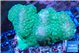 Pocillopora verrucosa green & pink 7-10 cm WYSIWYG acclimaté