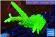 Acropora neon green 4-6 cm WYSIWYG acclimaté