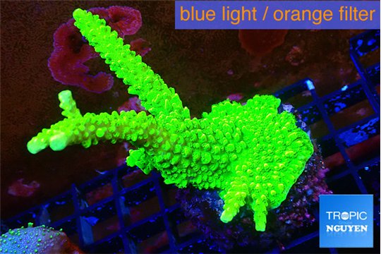 Acropora neon green 4-6 cm WYSIWYG acclimaté