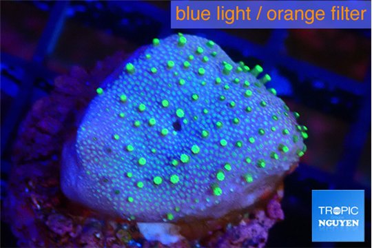 Sarcophyton full neon green polyps Australia 2-3 cm WYSIWYG acclimaté