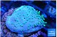 Sarcophyton full neon green polyps Australia 2-3 cm WYSIWYG acclimaté