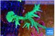 Acropora green & purple tip 5-8 cm WYSIWYG acclimaté