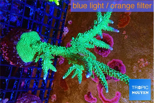 Acropora green & purple tip 5-8 cm WYSIWYG acclimaté