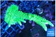 Acropora neon green 4-6 cm WYSIWYG acclimaté