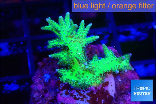 Seriotopra hystrix gold 3-4 cm WYSIWYG acclimaté