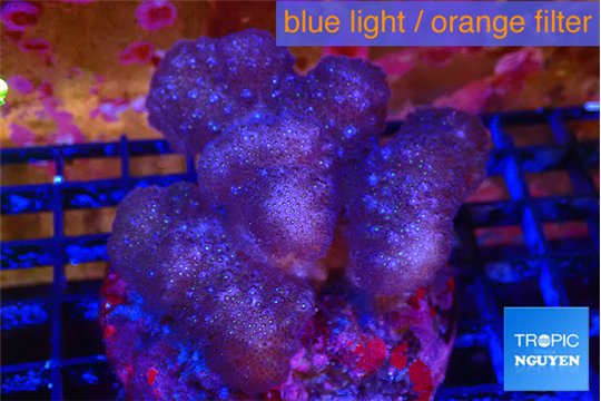 Pocillopora verrucosa pink 7-10 cm WYSIWYG acclimaté