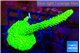 Acropora neon green 4-6 cm WYSIWYG acclimaté