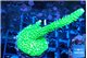 Acropora neon green 4-6 cm WYSIWYG acclimaté