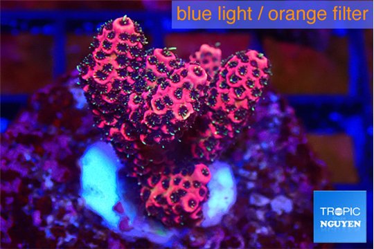 Acropora hyacinthus pink 2-4 cm WYSIWYG acclimaté
