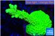 Acropora neon green 4-5 cm WYSIWYG acclimaté