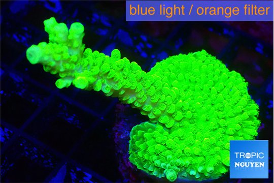 Acropora neon green 4-5 cm WYSIWYG acclimaté