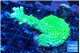 Acropora neon green 4-5 cm WYSIWYG acclimaté