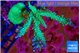 Acropora green & purple tip 5-8 cm WYSIWYG acclimaté