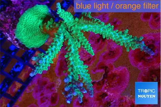Acropora green & purple tip 5-8 cm WYSIWYG acclimaté