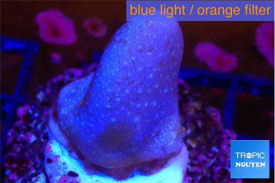 Sarcophyton full neon green polyps Australia 2-3 cm WYSIWYG acclimaté