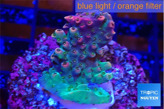 Acropora hyacinthus pink & green 2-3 cm WYSIWYG acclimaté