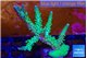 Acropora green & purple tip 4-6 cm WYSIWYG acclimaté