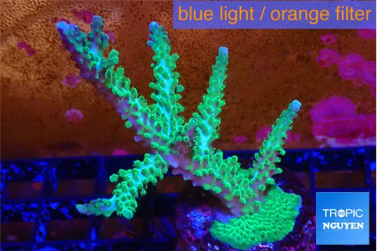 Acropora green & purple tip 4-6 cm WYSIWYG acclimaté