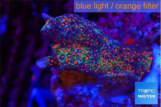 Montipora digitata red 2-3 cm WYSIWYG acclimaté
