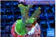 Acropora mango 3-5 cm WYSIWYG acclimaté