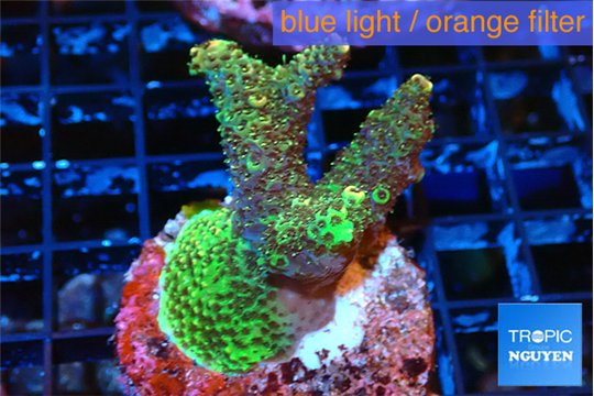 Acropora mango 3-5 cm WYSIWYG acclimaté