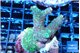 Acropora mango 3-5 cm WYSIWYG acclimaté