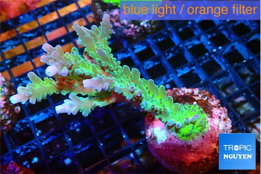 Acropora green & blue tip Fijii 4-6 cm WYSIWYG acclimaté