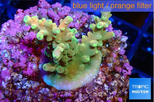 Acropora microclados gold tip 2-4 cm WYSIWYG acclimaté