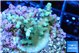 Acropora microclados gold tip 2-4 cm WYSIWYG acclimaté