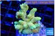 Acropora golden 4-5 cm WYSIWYG acclimaté