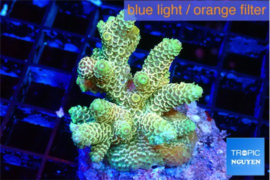 Acropora golden 4-5 cm WYSIWYG acclimaté