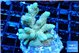 Acropora golden 4-5 cm WYSIWYG acclimaté